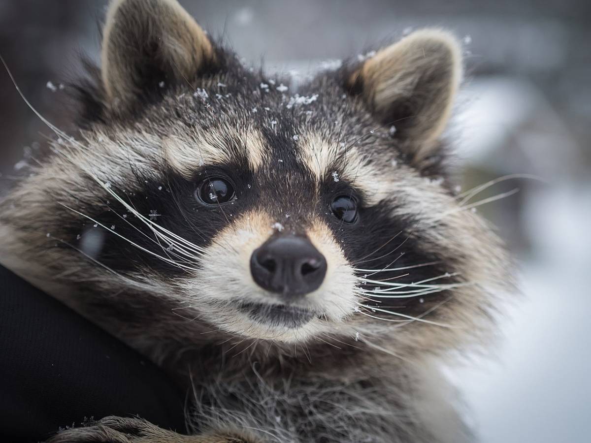 Движущаяся картинка